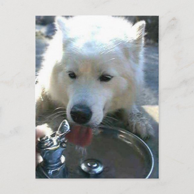 Cartão Postal Bonito Cachorro Branco Samoyed (Frente)
