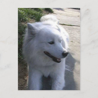 Cartão Postal Bonito Cachorro Branco Samoyed