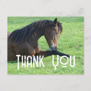 Cartão Postal Bonito Cavalo Castanho Amarrado na Grama Obrigado