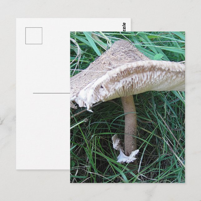 Cartão Postal Bonito cogumelo grande (Frente/Verso)