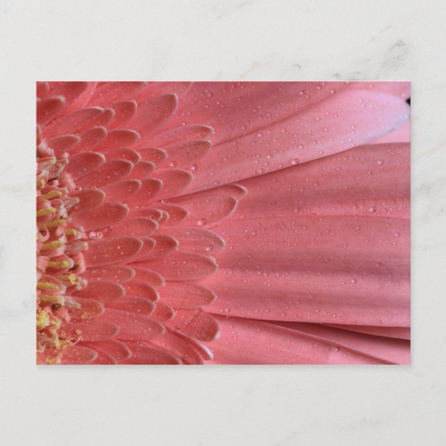 Cartão Postal Bonito Coral Rosa Gerbera Daisy (Frente)
