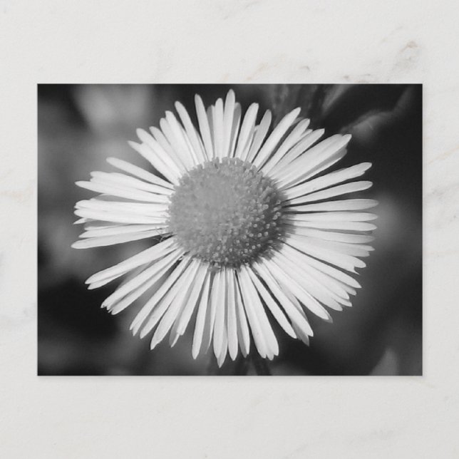 Cartão Postal Bonito Daisy (Frente)
