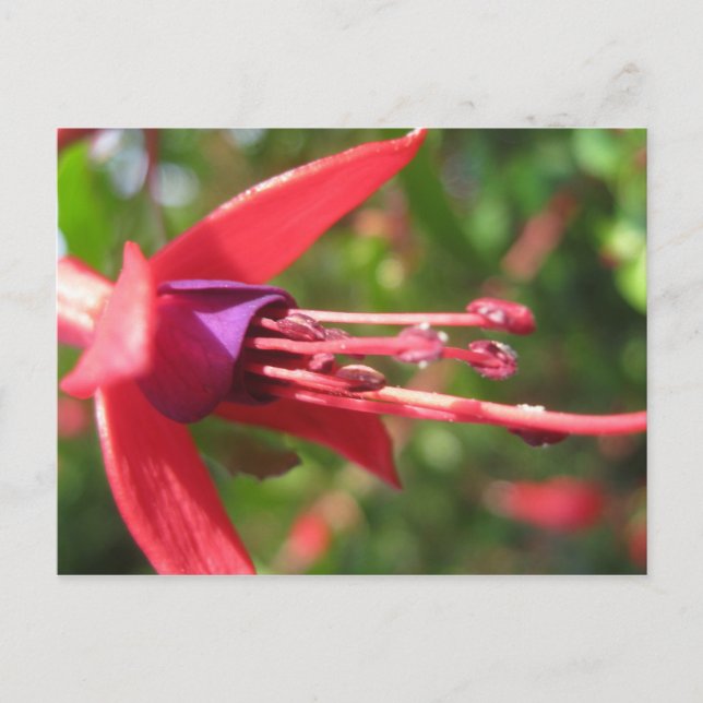 Cartão Postal Bonito em rosa. (Frente)