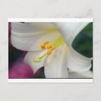 Bonito Enquanto Lily