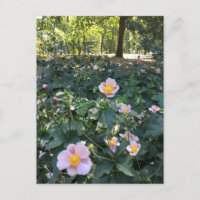 Bonito Flores Rosa Central Park Foto do Primavera 