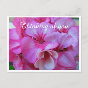 Cartão Postal Bonito foto de Geranium rosa pensando em você