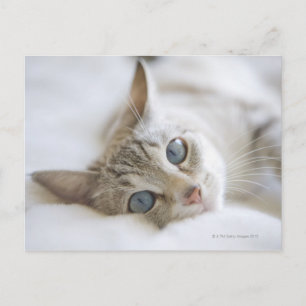 Cartão Postal Bonito gato branco com olhos azuis no sofá