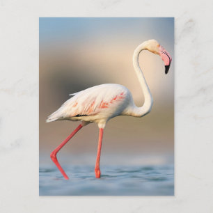 Cartão Postal Bonito Grande Flamingo