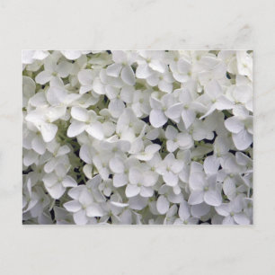 Cartão Postal Bonito Hydrangea White Closeup Foto