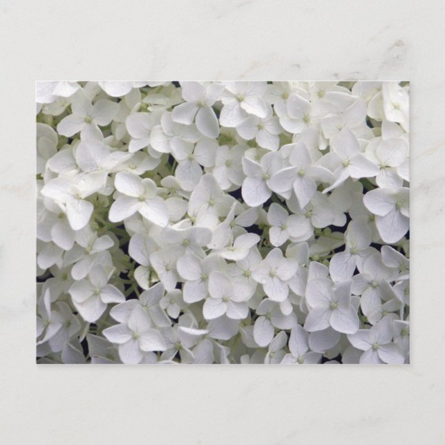 Cartão Postal Bonito Hydrangea White Closeup Foto (Frente)
