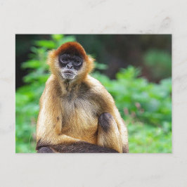Cartão Postal Bonito Macaco-Aranha