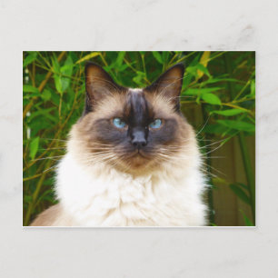 Cartão Postal Bonito Oscar