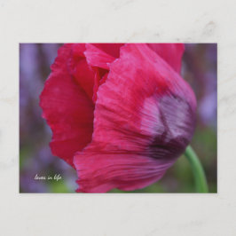 Cartão Postal Bonito PInk e Flor de Papoila Roxo