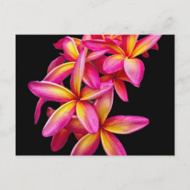Cartão Postal Bonito Plumeria Rosa Foto Floral