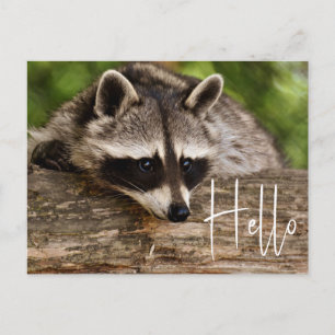 Cartão Postal Bonito Rancho de Raccoon em um Log - Olá