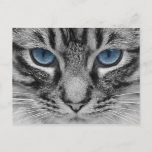 Cartão Postal Bonito retrato de gato de olhos azuis