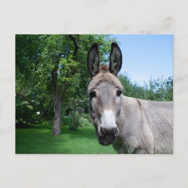 Cartão Postal Bonito Retrato Donkey (Frente)