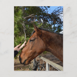 Cartão Postal "Bonito toque: unindo-se a um Cavalo Marrom gentil