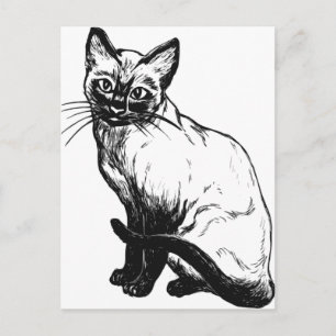 Cartão Postal Bonito trabalho de arte preto e branco - Gato siam