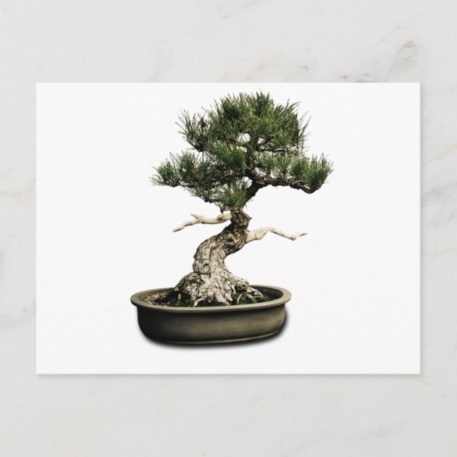 Cartão Postal Bonsai (Frente)