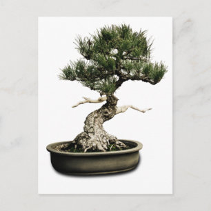 Cartão Postal Bonsai