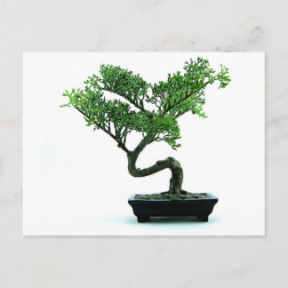 Cartão Postal Bonsai Tree