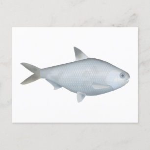Cartão Postal Bony Bream
