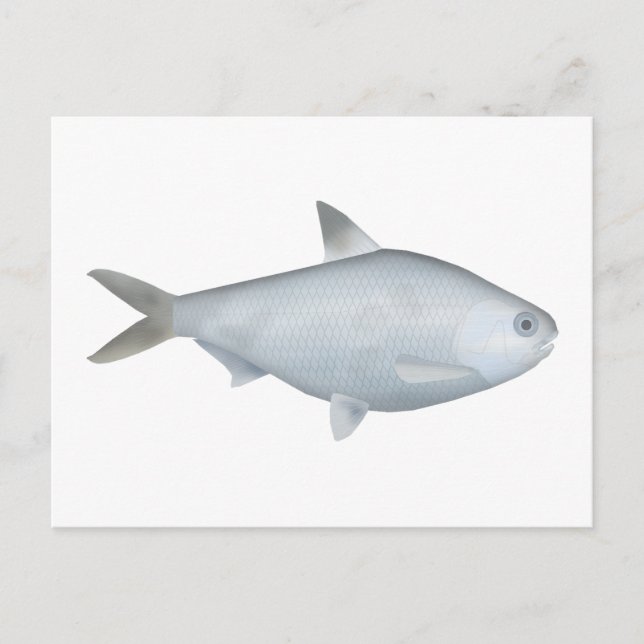 Cartão Postal Bony Bream (Frente)