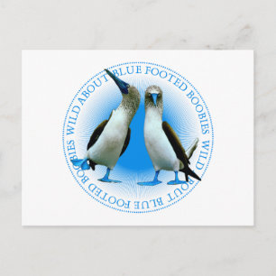 Cartão Postal Boobies pagados azul das Ilhas Galápagos