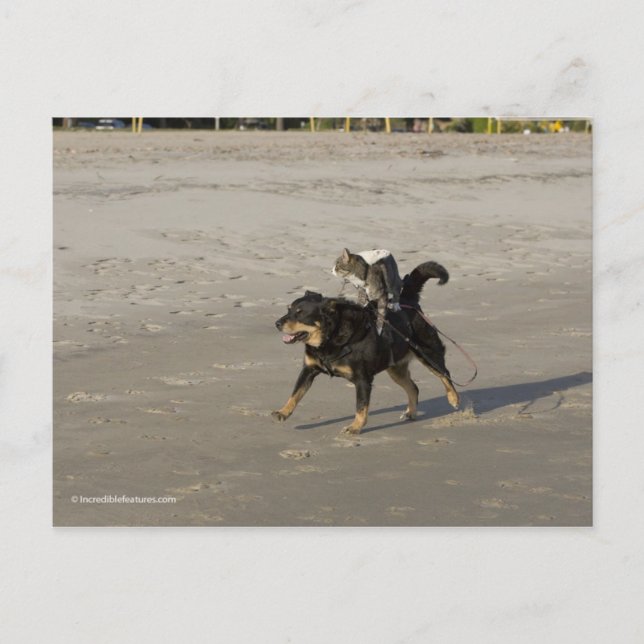 Cartão Postal Booger, Gatinho e Mousey na praia (Frente)