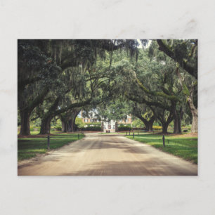 Cartão Postal Boone Hall Oaks