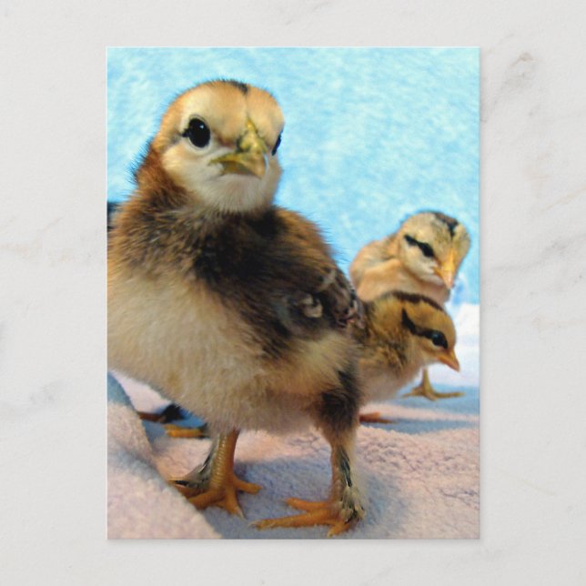 Cartão Postal Boot e Amigos, Pintinhos (Frente)