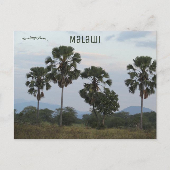 Cartão Postal Borassus Aethiopum Palm no Campo de Mvuu, no Malaw (Frente)