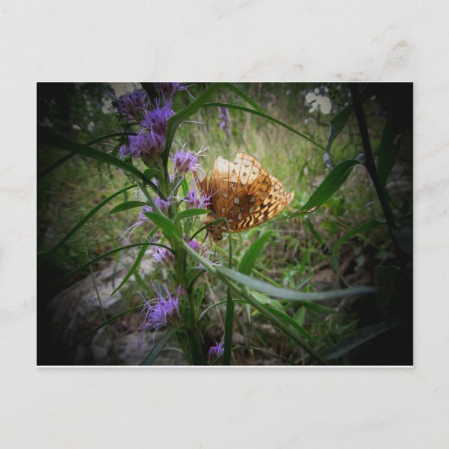 Cartão Postal borboleta (Frente)