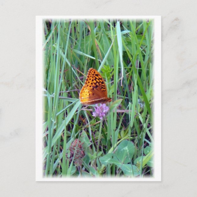 Cartão Postal Borboleta (Frente)
