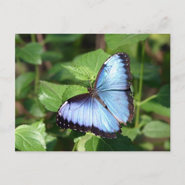 Cartão Postal borboleta (Frente)