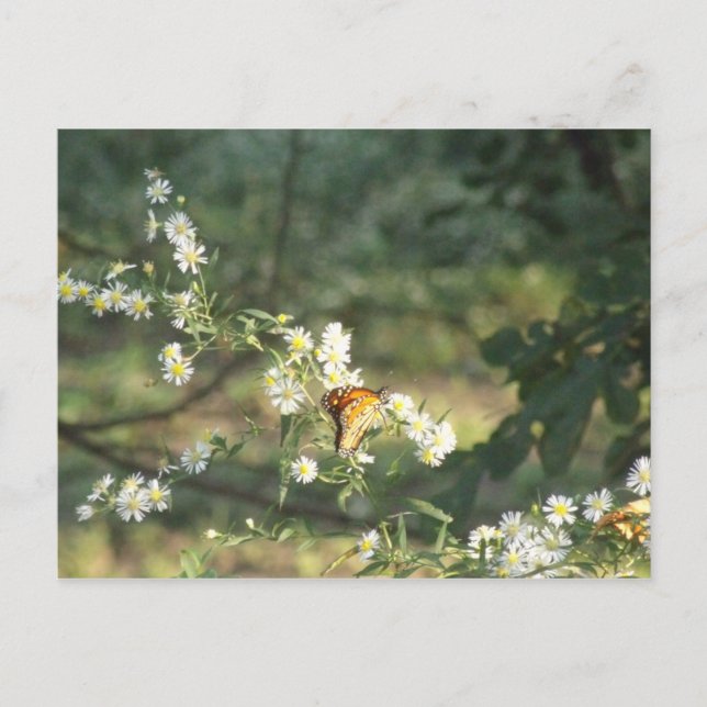 Cartão Postal Borboleta (Frente)
