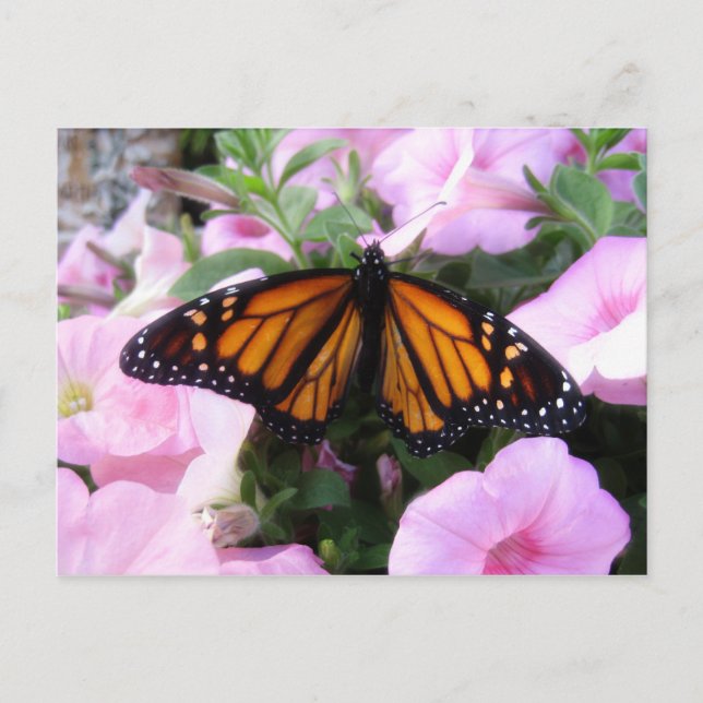 Cartão Postal borboleta (Frente)