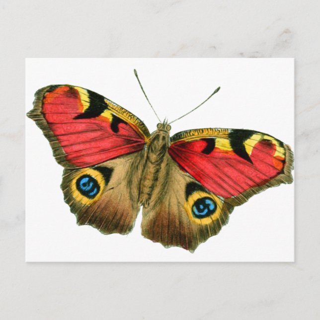 Cartão Postal borboleta 9 eop (Frente)