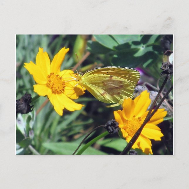 Cartão Postal Borboleta Amarela em Flores Laranja (Frente)