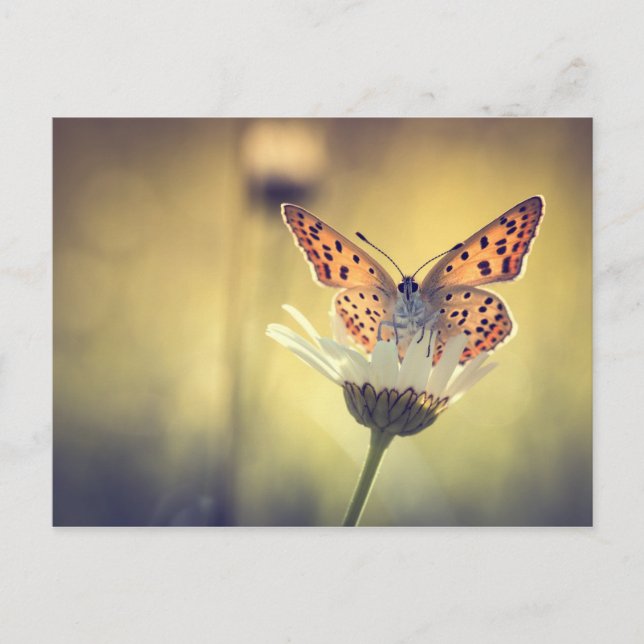 Cartão Postal Borboleta Argus (Frente)
