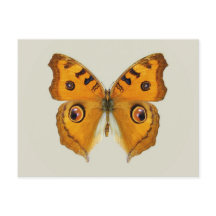 Borboleta Argus do Prado