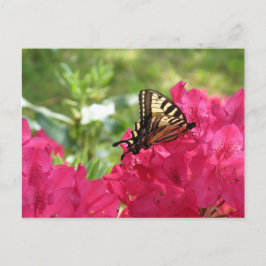 Cartão Postal Borboleta Azalea Nature Cartão-postal Floral