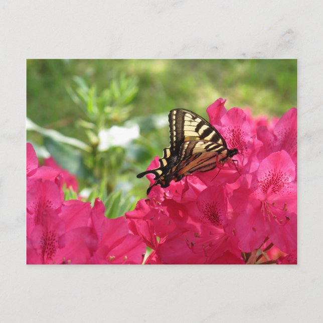 Cartão Postal Borboleta Azalea Nature Cartão-postal Floral (Frente)