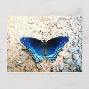Cartão Postal Borboleta Azul