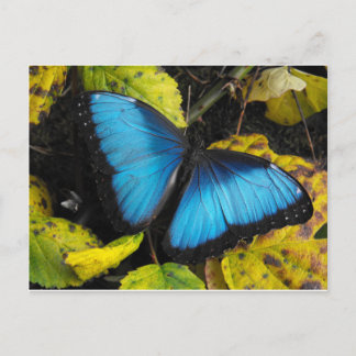 Cartão Postal Borboleta Azul Comum