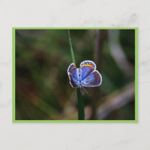 Cartão Postal Borboleta Azul de Karner