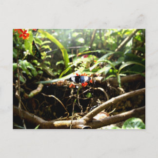 Cartão Postal Borboleta Azul e Preta