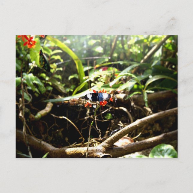 Cartão Postal Borboleta Azul e Preta (Frente)