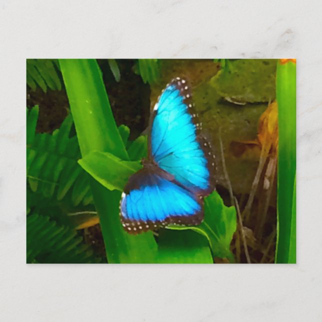 Cartão Postal Borboleta Azul Fechar (Frente)